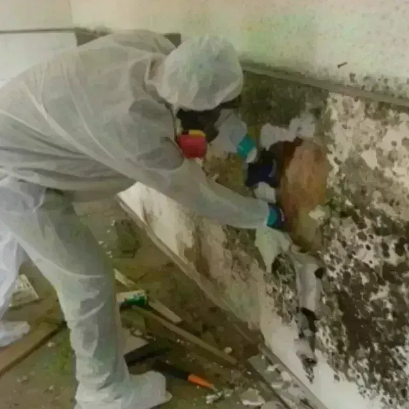 Mold Remediation and Removal in Clayton County, GA